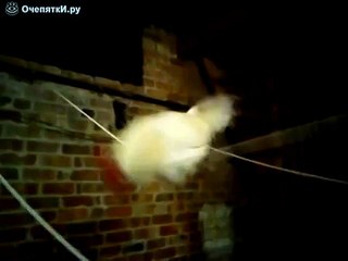 Петухи тоже любят качельки)