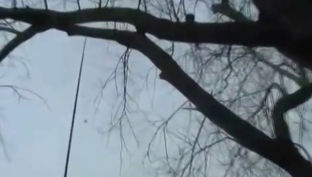Couper des branches sans danger