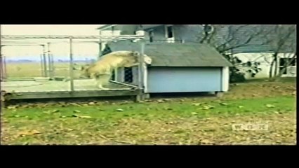 ☺ AFV Part 169 Americas Funniest Home Videos 2012 (Funny Videos Montage Compilation)