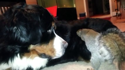 Белка прячет орехи в собаке