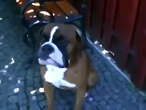 Боксер, который умеет говорить.mp4