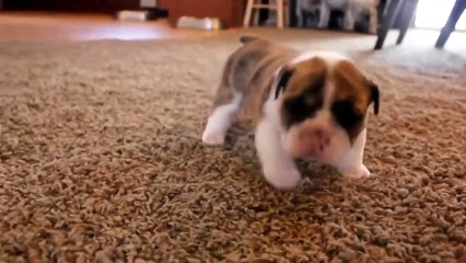 Забавные щенки