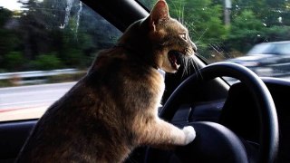 Cats and dogs on their first car ride Cute and funny animal compilation