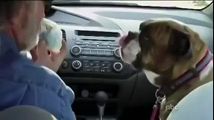 Когда английский бульдог очень голоден