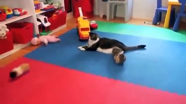 Кот и Морские свинки