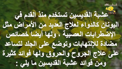 فوائد عشبة القديسين