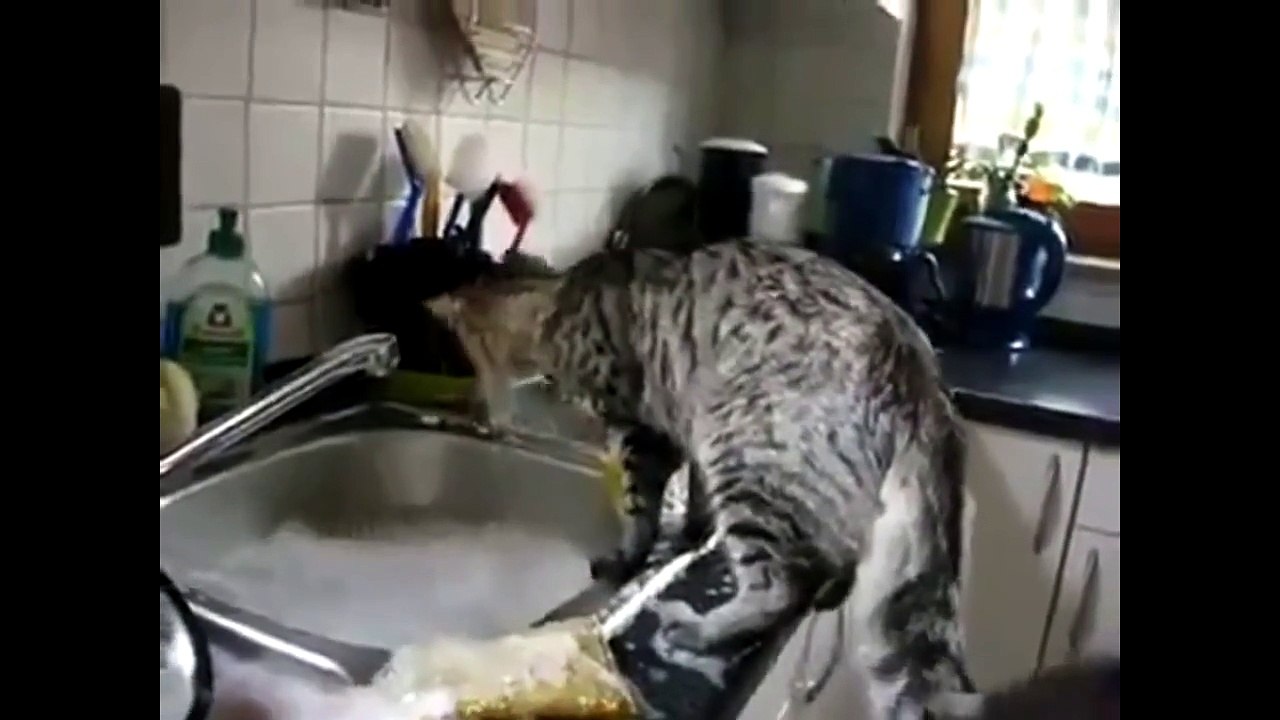 Funny Cats Lustig Lustige Katzen 9