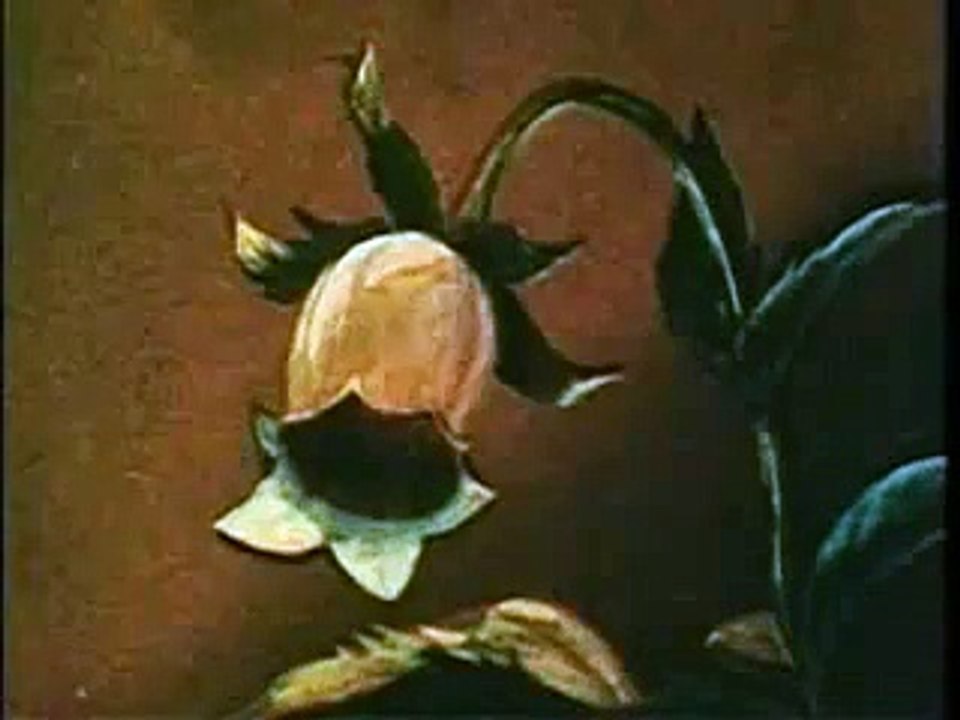 abeja maya-latino