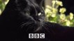 BBC horizon Тайная жизнь кошек / The Secret Life of the Cat (2013) HD