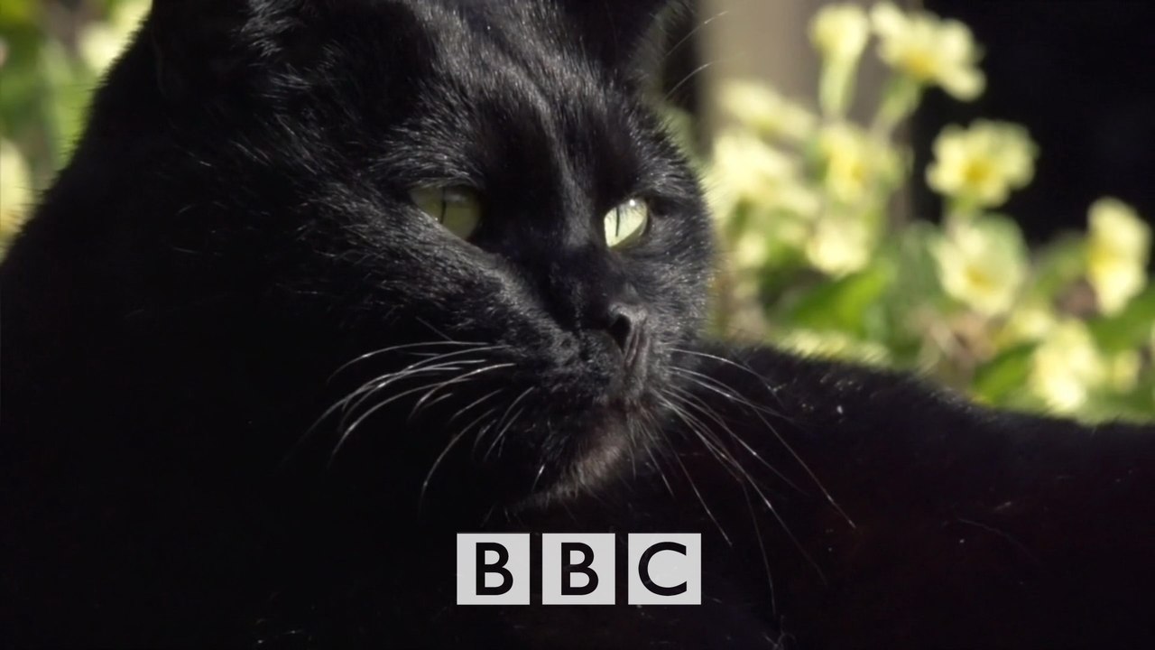 BBC horizon Тайная жизнь кошек / The Secret Lif...