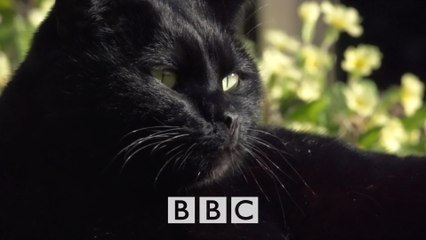 BBC horizon Тайная жизнь кошек / The Secret Life of the Cat (2013) HD