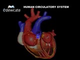 Human Anatomy Heart circulatory system-ANATOMY