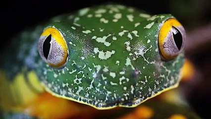 True Facts About The Frog