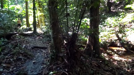 Sentier de la Montagne des Singes - Kourou