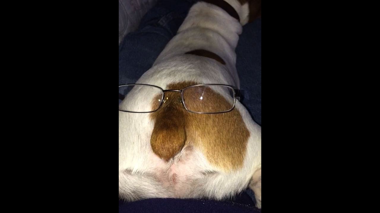 Man Puts Glasses On Dog's Butt, Making A Butt Face