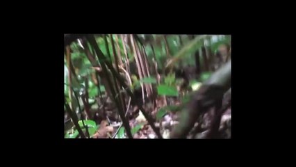 yos hav zoov tua nas tua noog 01_hmong plog 2015