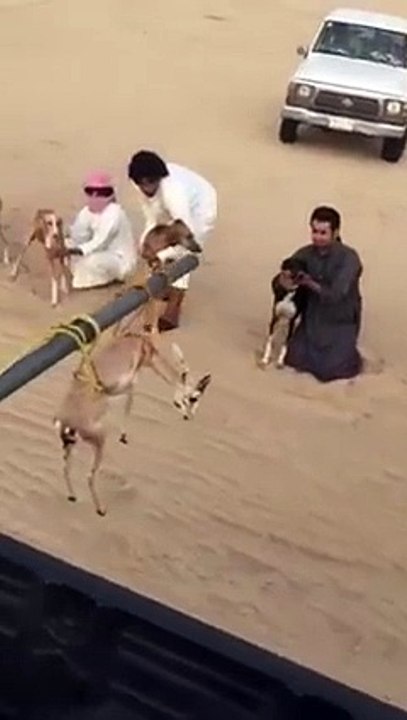 dog run for their food