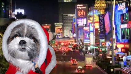 英語サンプル ハッピーの感謝の言葉 おばあちゃんへ｜おしゃべりペット・ペットメモリアル・写真１枚あればできる おしゃべりペットサービス