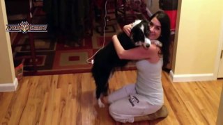 Best Of Funny Dogs Hugging Owner Compilation