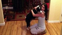 Best Of Funny Dogs Hugging Owner Compilation