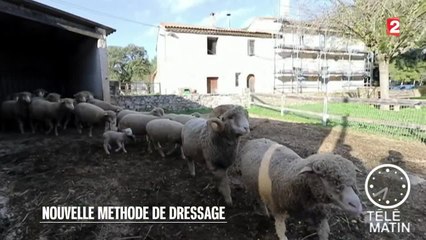 Faune - Nouvelle méthode d’éducation animalière - 2015/11/06