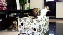 Funny cats. Mom Cat and Kittens are diving in a Gift Box