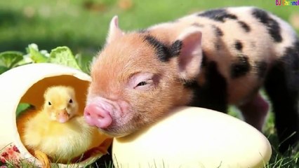 Một con vịt - Nhạc thiếu nhi hay nhất - Giúp bé ăn ngon miệng