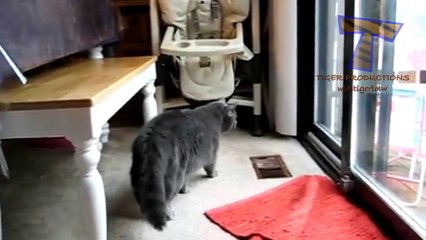 Animals making funny sounds and noises - Funny animal compilation