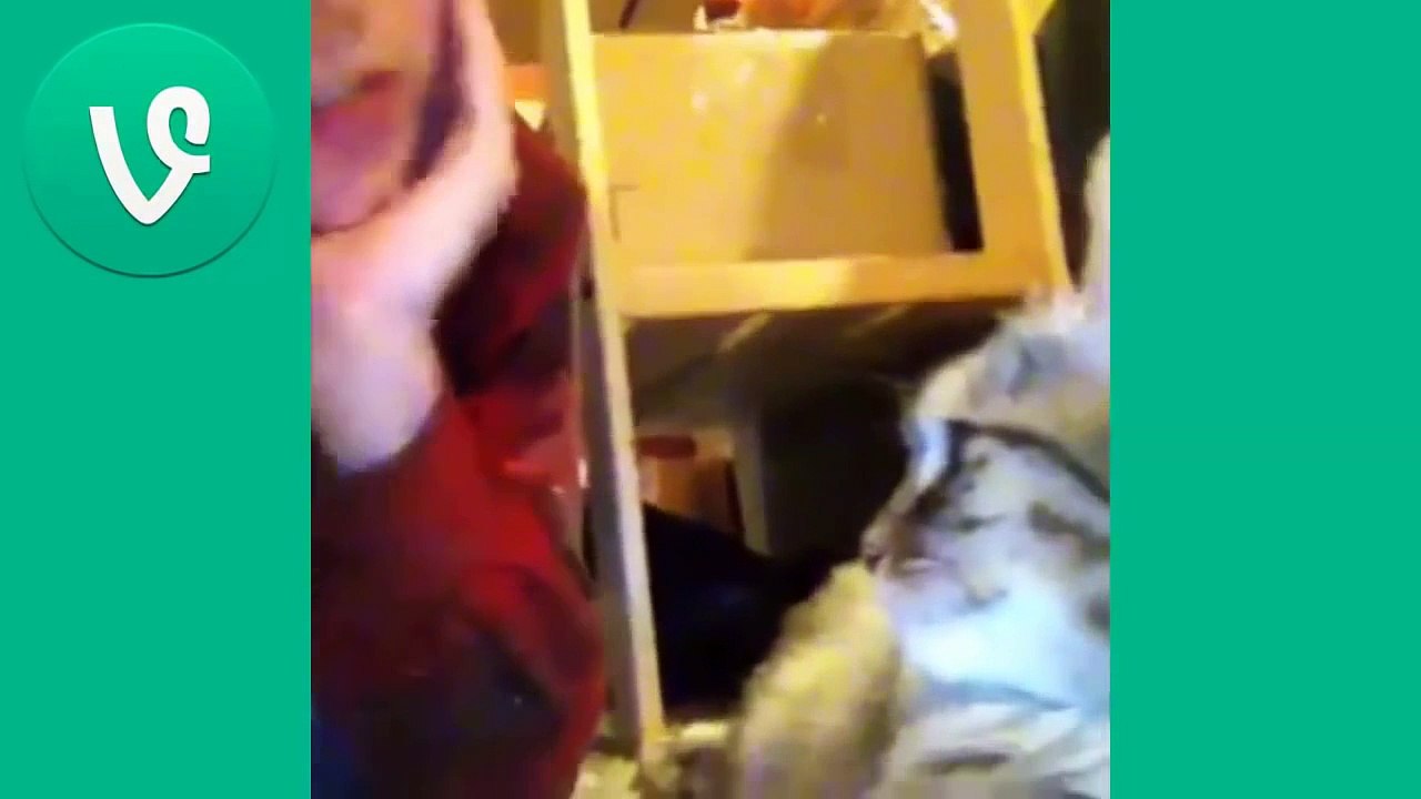 Animales Graciosos (Funny Animals Vine Compilation)