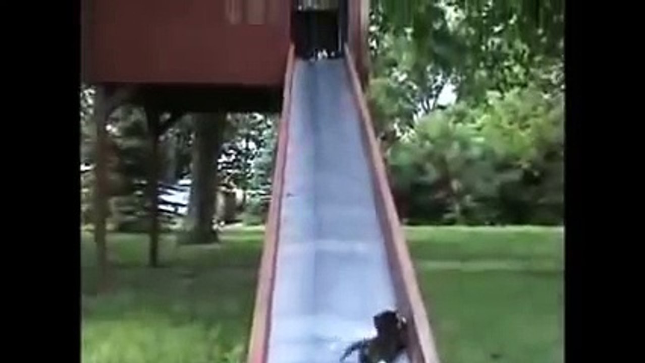 Funny Cats Video - Cats Pictures