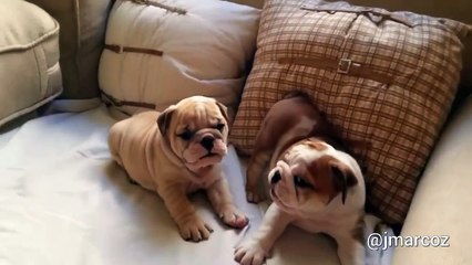 Ces deux jeunes bulldogs en train de jouer vont certainement illuminer votre journée !