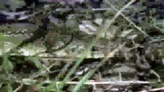 Animal Fight Video ~ Eagle VS Cobra