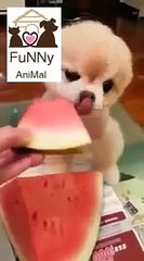 Animals Eating Watermelon Compilation 2013 HD _ Funny Videos 2015