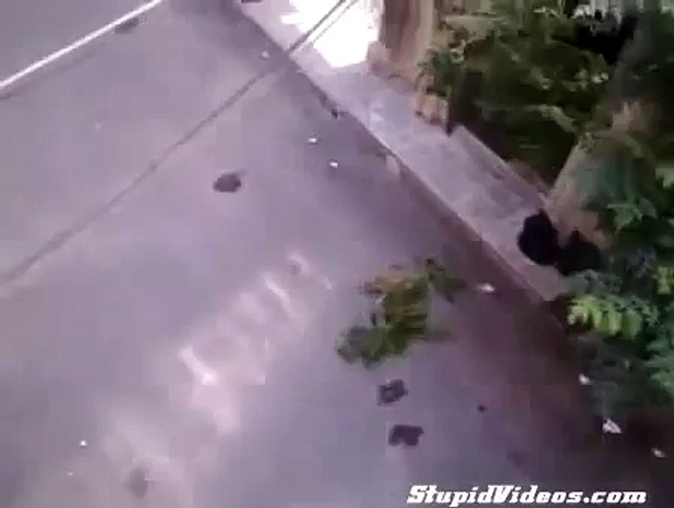 Cat Misses Jump _ Funny Videos 2015