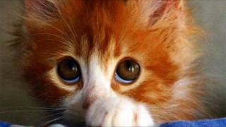 Cute Cats Feel Guilty _ Funny Videos 2015