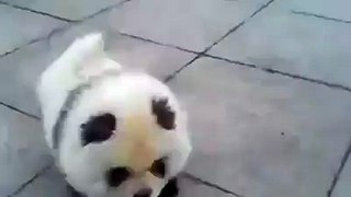 That's not a panda, that is a cute dog!