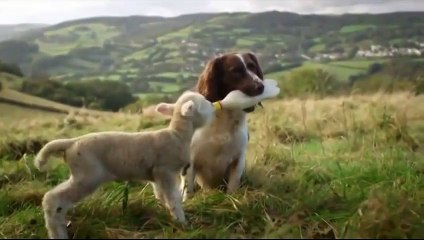 Funny Animals Dog Suckles a Small Lamb _ Funny Videos 2015