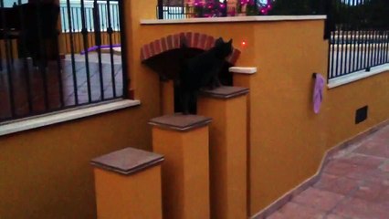 Funny Black Cat _ Funny Videos 2015