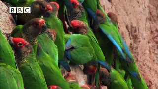 Scarlet Macaws take their medicine. Earthflight (Winged Planet) Narrator David Tennant)