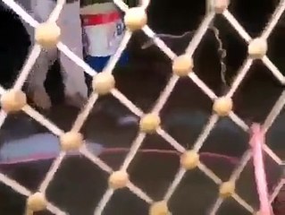 lion showering