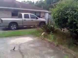 Funny Videos Cat Catches Bird In Mid Air _ Funny Videos 2015
