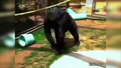 Koko le Gorille et son chaton