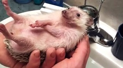 A hedgehog is like a tiny boat!