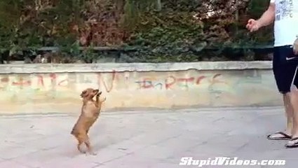Trained Dog Gets Shot _ Funny Videos 2015