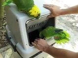Parrots laugh in women's voices as they go through the trash.