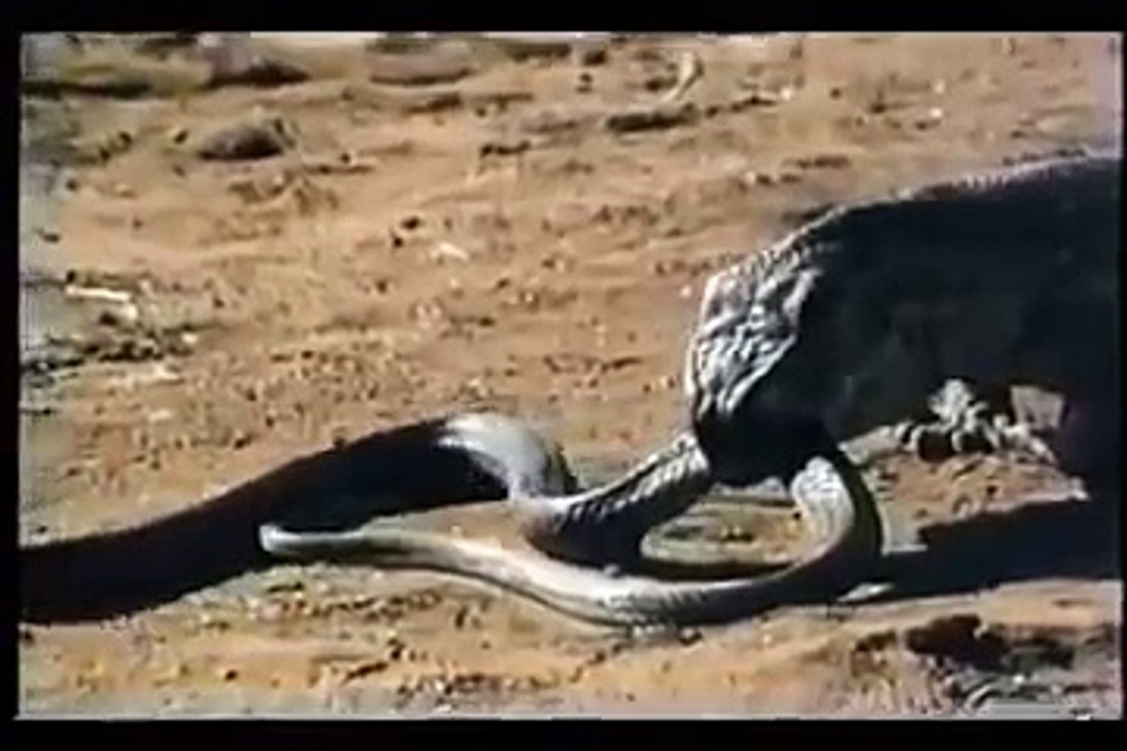 Komodo Dragon Vs King Cobra