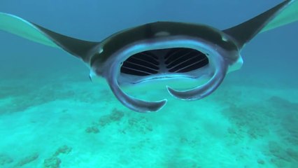 Diving With Manta Rays