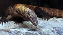 Komodo dragons to be exhibited at the Bronx Zoo | KOMODO DRAGONS VIDEO