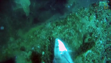 Des mérous trollent un chasseur sous-marin