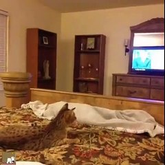 This cat is so confused by its owner's magic trick